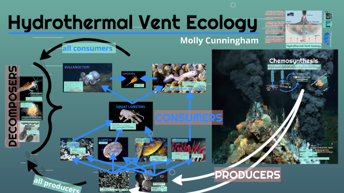 Hydrothermal Vent Ecology Diagram
