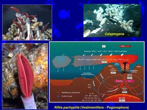 Hydrothermal Vent System Schematic