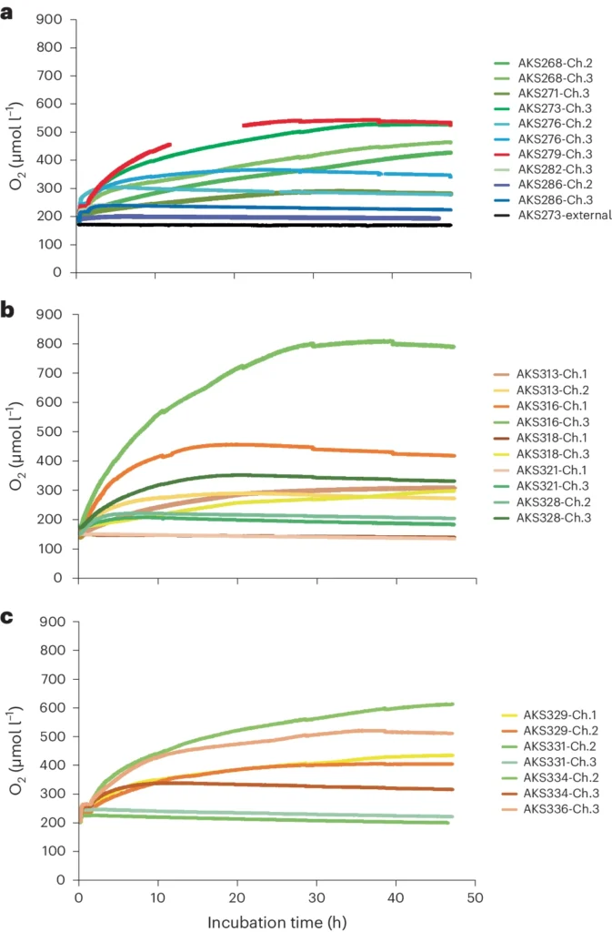 Oxygen concentrations in μmol l−1 measured by calibrated O2 optodes through time in h in the different benthic chamber incubations.